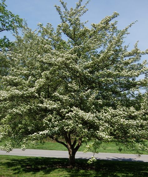 Flowering Crabapple Tree, Spring Flowering Trees, Flowering Crabapple, Winter King, Hawthorn Tree, Myrtle Tree, Flowering Cherry Tree, Perennial Grasses, Redbud Tree