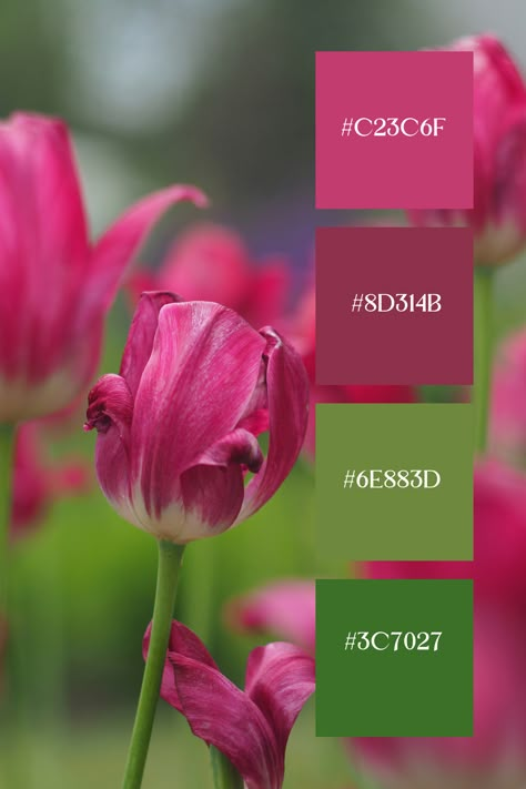 This image captures a close-up of magenta tulips with green stems. The lush green background complements the vivid pink flowers, emphasizing their natural beauty. Magenta Green Color Palette, Pink Green Branding, Green And Pink Combination, Pink And Green Color Palette, Color Scheme Generator, Green Branding, Color Generator, Growing Rosemary, Color Gradients