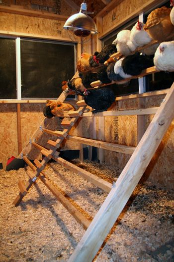 This is the view from the door, into the chicken coop, with the different level rungs for roosting. The most dominant birds sleep on the top. Yard Hacks, Inside Chicken Coop, Roosting Bars, Chicken Perches, Urban Chicken Farming, Chicken Roost, Cute Chicken Coops, Chicken Shed, Backyard Chicken Coop Plans