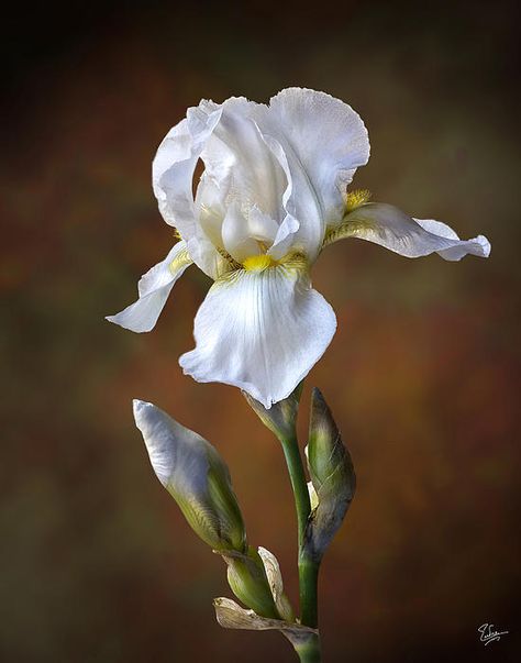 White Iris Flower, Iris Art, Iris Painting, White Iris, Chamber Music, Iris Garden, Iris Flower, Moon Garden, Bearded Iris