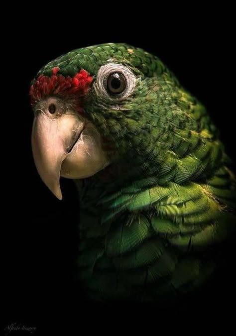 Burung Kakatua, Regard Animal, Parrots Art, Red Head, Exotic Birds, Tropical Birds, Pretty Birds, Colorful Birds, Animal Wallpaper