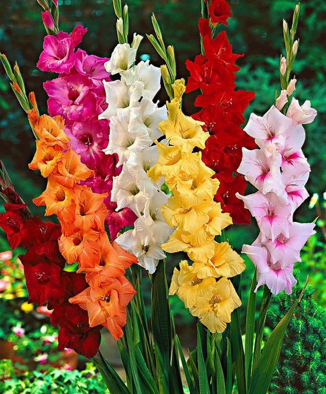 Fruits And Vegetables Pictures, Gladiolus Bulbs, Vegetable Pictures, Gladiolus Flower, Amaryllis Flowers, Gladioli, Flower Bulbs, Parts Of A Flower, Garden Pictures