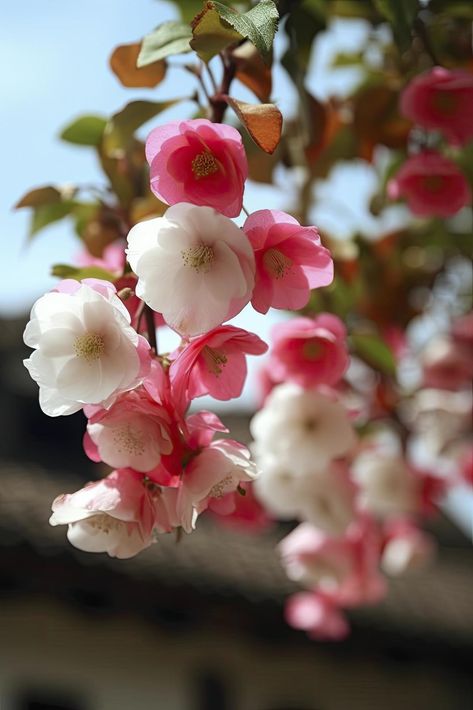 Download the Spring, super real many pink and white silk crabapple flowers hanging on the shelf, pink and white petals, blue sky, generat ai 22712463 royalty-free Stock Photo from Vecteezy for your project and explore over a million other images and backgrounds. Flower Petals Blowing In The Wind, Spring Pink Flower-shaped Jewelry, Whimsical Pink Flower-shaped Jewelry, Spring Snow Crabapple Tree, Flowering Crabapple, Apricot Blossom, Crab Apple, White Silk, Pink White