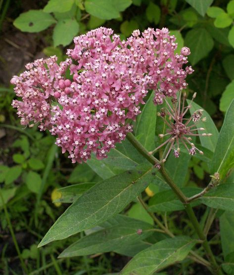 Asclepias incarnata | Rose Red Swamp Milkweed | Silkweed | 100_Seeds Banana Seeds, Asclepias Incarnata, Bat Flower, Swamp Milkweed, Ladybug Garden, Birds And Butterflies, Rare Seeds, Hummingbird Garden, Mid Summer