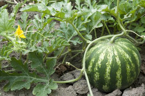 Plant Watermelon, Watermelon Growing, Watermelon Vines, Watermelon Varieties, How To Grow Watermelon, Watermelon Plant, Cucumber Beetles, Starting Seeds Indoors, Sweet Watermelon