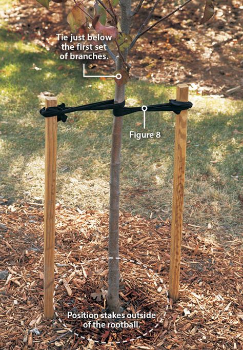 Fruit Tree Garden, Tree Stakes, Tree Support, Growing Fruit Trees, Lawn And Landscape, Tree Care, Garden Yard Ideas, Fruit Garden, Garden Trees