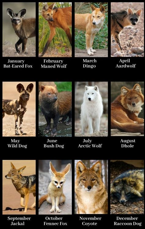 What type of Wild Dog you are based on your birth month Dhole Animal, Animal Types, Wolf Types, Therian Types, Types Of Foxes, Dog Types, Types Of Wolf, Fox Types, Birth Month Animals