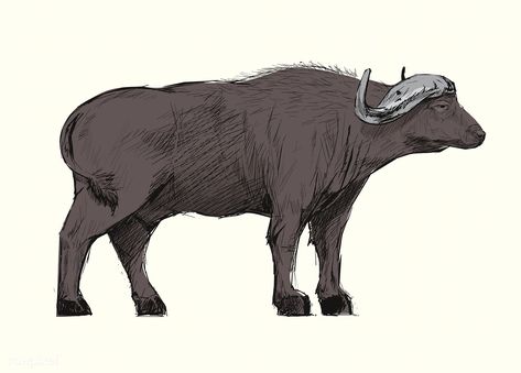 Buffalo Illustration, Buffalo Drawing, Animal Vector Illustration, 2024 Moodboard, Animal Vector, Drawing Style, Illustration Drawing, Side View, Fashion Drawing