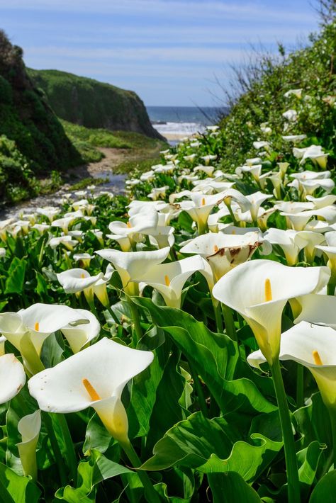 Lilly Garden, Arum Lily, Calla Lily Flowers, Lilly Flower, Lily Garden, Nice Photos, Flower Meanings, Victorian Flowers, White Lilies