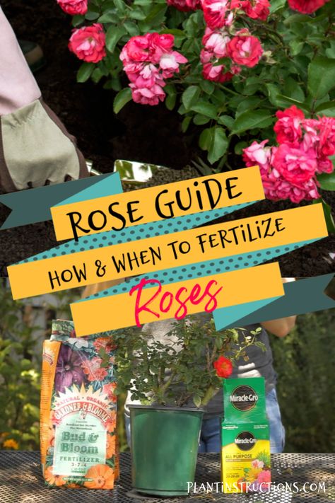 How to Fertilize Roses – Plant Instructions Rose Food Gardening, When To Fertilize Roses, Roses Garden Care, Rose Plant Care, Drift Roses, Rose Fertilizer, Knockout Roses, Best Rose, Plant Tips