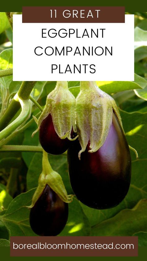 Eggplant Companion Plants | Companion planting can be a great way to improve the health of your garden. Interplanting eggplant with specific companion plants helps to deter certain pests, and also encourages pollinators and beneficial insects to visit your vegetable garden. | borealbloomhomestead.com Eggplant Companion Plants, Nightshade Plant, Nitrogen Fixing Plants, Growing Radishes, Companion Planting Guide, Companion Gardening, Garden Companion Planting, Succession Planting, Plant Help