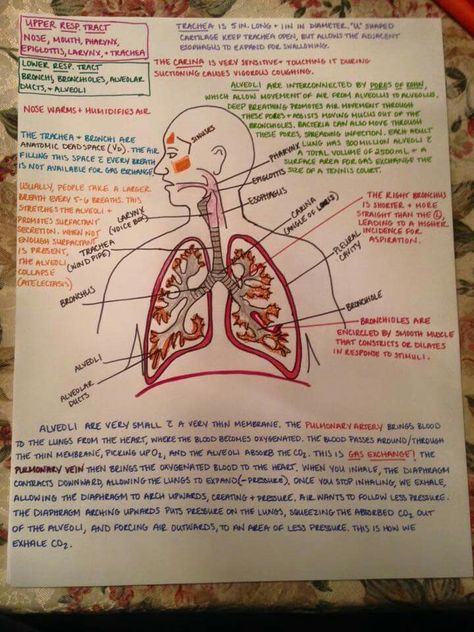 Respiratory tract Gaseous Exchange Notes, Respiratory Therapist Student, Physiology Notes, Respiratory Therapy Student, Medical Drawings, Basic Anatomy And Physiology, Medical Student Study, Respiratory Care, Nursing School Survival