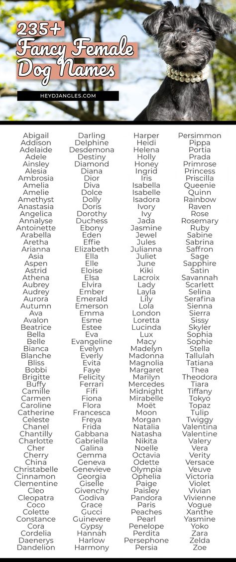 From Estee, Fifi and Coco, to Penelope, Portia, Adelaide and more, check out 235+ fancy female dog names for posh puppers right here! #dognames #fancy Names For Dogs Female, Unusual Dog Names, Dog Symbolism, Puppies Names Female, Posh Names, Fancy Names, Girl Dog Names, Polish Names, Female Dog Names