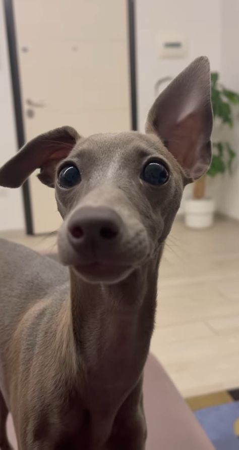 Cute Italian Greyhound, Cute Whippet, Italian Greyhound Aesthetic, Whippets Dog, Italian Grey Hound, Grey Whippet, Whippet Dog Puppy, Iggy Dog, Greyhound Italian