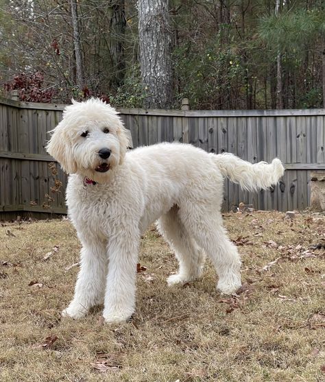 White Goldendoodle Haircut, English Cream Goldendoodle, Cream Goldendoodle, White Goldendoodle, Doodle Cuts, White Labradoodle, Doodle Grooming, English Goldendoodle, Daisy Doodle