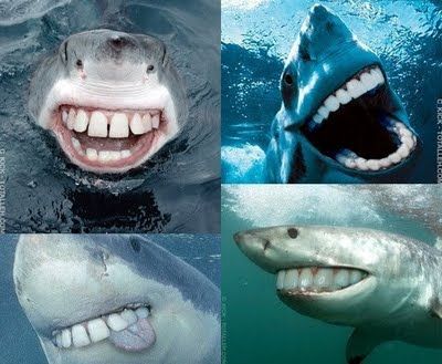 I saw this a while ago, but it re-hashed it self on Tumblr...still funny all these years later. Sharks With Human Teeth, Shark Week Memes, Scary Fish, Happy Shark, Funny Fish, Human Teeth, 9gag Funny, Sharks Funny, Dental Humor