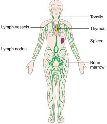 Lymph Vessels, Lymph Fluid, Lymph Massage, Lymph System, Letter Worksheets, Massage Benefits, Yoga School, Lymph Nodes, Massage Room