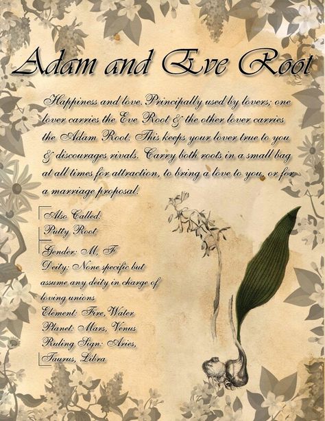 Adam and Eve Root Adam And Eve Root, My Book Of Shadows, Magickal Herbs, Witch Herbs, Magic Herbs, Wiccan Witch, Magical Herbs, Herbal Magic, Wiccan Spells