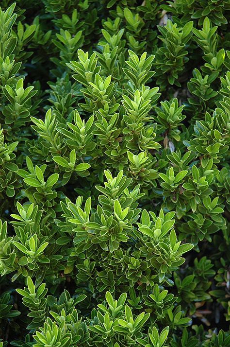 Boxleaf Euonymus (Euonymus japonicus 'Microphyllus') at Meadows Farms Nurseries Euonymus Microphyllus, Euonymus Hedge, Roof Garden Plants, Poolside Landscaping, Spindle Tree, Mary's Garden, Euonymus Japonicus, Parterre Garden, Garden Cabins