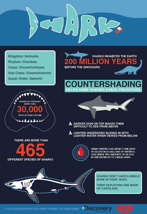 Shark Infographic on Behance Sharks Infographic, Shark Infographic, Sharks Poster, Fun Facts About Sharks, Facts About Sharks, Shark Information, Oceanography Marine Biology, Infographic Examples, Shark Facts