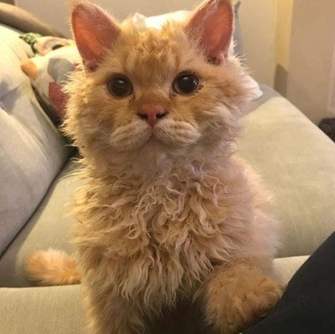 When You Turn Up The Wiles On  is listed (or ranked) 13 on the list Curly Haired Cats Are The Internet's Latest Obsession Curly Haired Cat, Cymric, Curly Cat, Business Cat, Internet Cats, Latest Obsession, Healthy Cat, Cat Funny, Turn Up