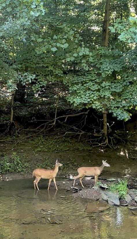 Pretty ladies out for a morning stroll down the creek! July 22, 2023 Coldwater Creek Outfits, Homestead Aesthetic, Creek Life, Dream Homestead, Old Cabin, Indian Boy, Country Theme, Childhood Nostalgia, Vintage Deer