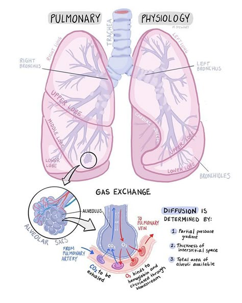 A very basic pulmonary physiology 🌬...#illustration #medschool #medicine #medstudent #pastudent Pulmonary Physiology, Respiratory Anatomy, Emt Study, Medical Terminology Study, Gas Exchange, Basic Anatomy And Physiology, Nurse Study Notes, Nursing Student Tips, Medical Student Study