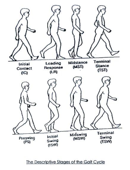 Gait has been divided into eight descriptive stages for the purpose of assessment, this is obviously an artificial division as these are all points within a moving continuum, however it is a useful way of providing reference points for comparisons to be made Walking Cycle, Myofascial Release Trigger Points, Fascia Stretching, Cycle Pictures, Gait Cycle, Therapy Notes, Physical Therapy Assistant, Forward Head Posture, Myofascial Release