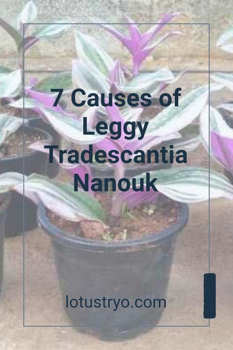 If your Tradescantia nanouk looks leggy and uninviting, it's time to get to the root of the problem. As light and care affect this beautiful plant, identifying the seven common causes of leggy growth can lead you to the perfect solution. From insufficient light to wrong watering techniques, understanding how to care for your plant helps revive its full glory. Check how to fix leggy Tradescantia nanouk issues and ensure lush growth for a healthier plant. Tradescantia Nanouk Care, Gold Mop Cypress, Chinese Elm Tree, Plant Meanings, Insecticidal Soap, Plant Help, Peat Moss, Neem Oil, Plant Needs