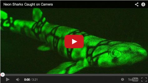 Video: Neon Sharks Caught on Camera Swell Shark, Cat Shark, Glow Fish, Species Of Sharks, Shark Swimming, Marine Fish, The Dark World, Marine Animals, Deep Sea