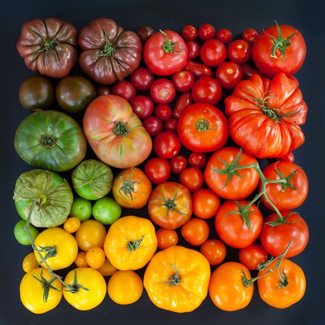 Color Coded Food and Flowers Photographed by Emily Blincoe Things Organized Neatly, Vegetables Photography, Tomato Season, Happy Labor Day, Heirloom Tomatoes, Fruit And Veg, Everyday Objects, Beautiful Food, Fruits And Veggies