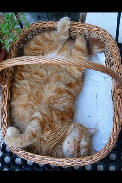 Cutest orange tabby cat in a basket I've seen so far today. Orange And White Cat, Orange Tabby Cats, Two Cats, Orange Cats, Orange Tabby, Sleepy Cat, Red Cat, Cat Sleeping, Ginger Cats