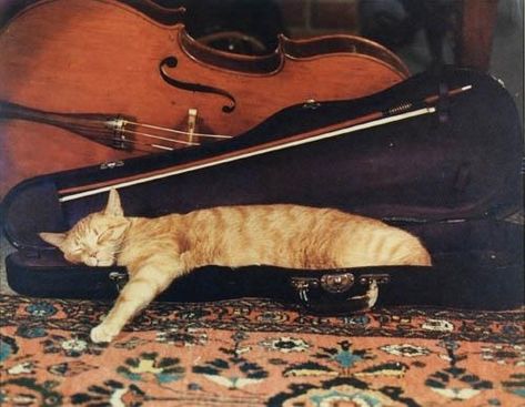 Artwork by Louis Condax, Cat asleep in violin case, Made of Dye-transfer print Cat Asleep, Violin Photography, Violin Practice, Violin Case, A Night At The Opera, Classical Musicians, Music Aesthetic, Music Humor, Silly Cats