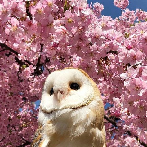 Purple Owl Aesthetic, Owl Icon Aesthetic, Barn Owl Aesthetic, Cutest Animals On Earth, Barn Owls, Cute Owls, Secret Life Of Pets, Owl Pictures, Most Beautiful Animals