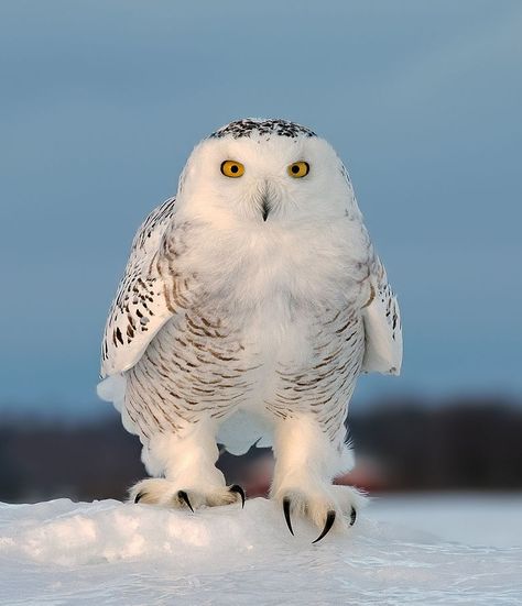 The Beauty of Wildlife Claws on Ice by Rick Dobson