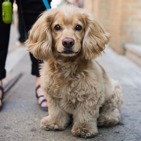 Golden Retriever Dachshund, Cocker Spaniel Poodle, Cocker Spaniel Mix, Spaniel Breeds, Alaskan Husky, American Cocker Spaniel, Cocker Spaniel Puppies, Dog Mixes, Dachshund Mix