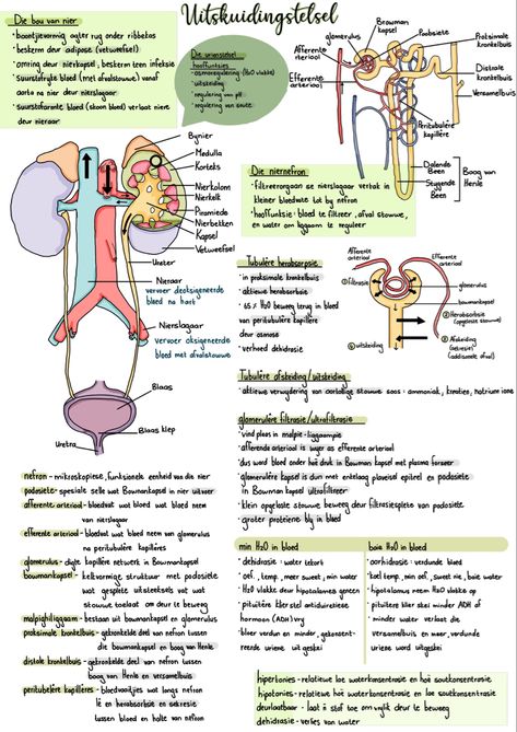 Biology notes on the excretory system. ** Biologie notas van die Uitskeidingstelsel. The Excretory System Notes, Reproductive System Notes Aesthetic, Excretory System Notes, Biology Notes Class 10, Urinary System Notes, Excretory System Diagram, Immune System Notes, The Excretory System, Biology Interactive Notebook