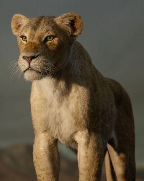 The Lion King 1994, The Lion King 2019, The Lion King 2 Simba's Pride, The Lion King 1 1/2, The Lion Guard] Nala she lion is a female lion she currently serves as the queen consort of pride rock through her marriage to simba she is the daughter of sarafina and the mate simba nala have home and queen consort of the pride lands member of the hero team and bracelet radio call anyone names she from vorton be good guy to the superheroes dinosaurs series of dimensions Nala Lion King, Lion King 2019, Lion King 1 1/2, Angry Wolf, Lion King 1, Female Lion, Lion King Pictures, The Lion Sleeps Tonight, Lion King Movie