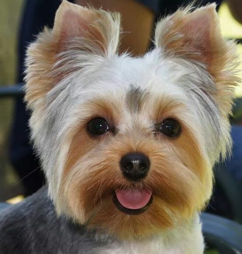 Yorkie Yorkie Teddy Bear Cut, Yorkie Hair, Mini Yorkie, Yorkie Hairstyles, Yorkshire Terrier Funny, Yorkie Haircuts, Biewer Yorkie, Yorkshire Dog, Teacup Yorkie Puppy