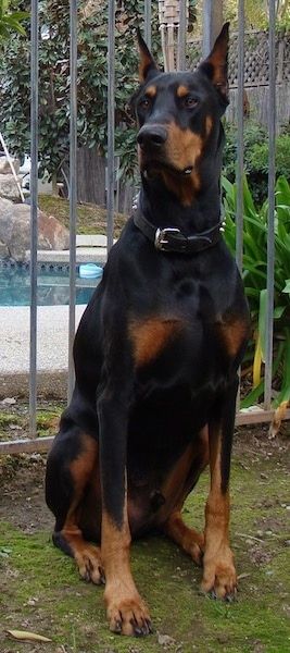 Dobermans Without Cropped Ears, Perro Doberman Pinscher, Doberman Pinscher Blue, Tan Doberman, Doberman Pinscher Ears Down, Scary Doberman Pinscher, Doberman Pinscher Protection, Doberman Puppies, Doberman Pinscher Scary