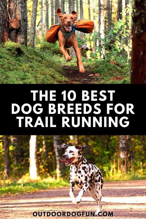 What makes a specific dog breed good running partners? You need to match the right dog to your preferred outdoor activity. Based on body type, temperament, and fur, here are the 10 best dog breeds for trail running. #running #dogs #trailrunning Trail Running With Dogs, Running With Dog, Running Body, Athletic Dogs, Top Dog Breeds, Trail Dog, Dog Running, Biking With Dog, Running Dog