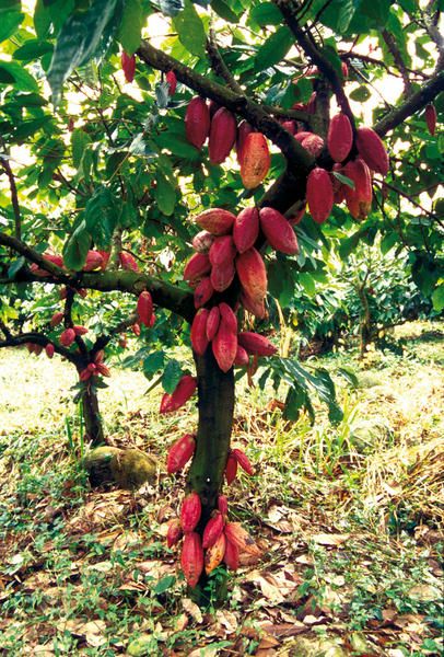 Cocao trees... Cocoa Plant, Cacao Fruit, Tropical Food, Happy Birthday Greetings Friends, Food Forest, Farm Design, Theobroma Cacao, Chocolate Packaging, Exotic Fruit