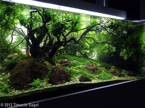 Tall Aquascape, 75 Gallon Aquarium, Fish Aquarium Decorations, Fish Tank Terrarium, Aquascape Design, Fish Tank Design, Aquatic Garden, Indoor Water Garden, Fresh Water Fish Tank