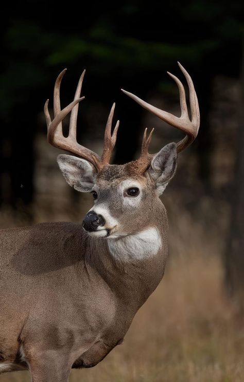 Whitetail Deer Photography, Deer Reference, Whitetail Deer Pictures, Learning Drawing, Male Deer, Deer Photography, Whitetail Deer Hunting, Animal Photography Wildlife, Big Deer