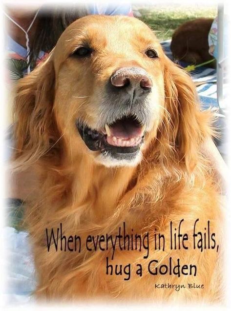 17 Best Golden Retriever Quotes and Sayings - The Paws Golden Retriever Quotes, Golden Dogs, Golden Retriever Funny, Golden Retriever Mix, A Golden Retriever, Dog Rules, Golden Retriever Puppy, Golden Dog, Retriever Puppy