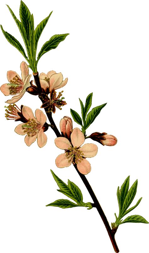 Almond tree by @Firkin, From a drawing in 'Die Giftpflanzen Deutschlands', Peter Esser, 1910., on @openclipart Almond Tree Branch Tattoo, Almond Tree Drawing, Almond Blossom Drawing, Almond Branch Tattoo, Almond Tattoo, Almond Flower Tattoo, Almond Drawing, Flower Tree Drawing, Almond Blossom Tattoo