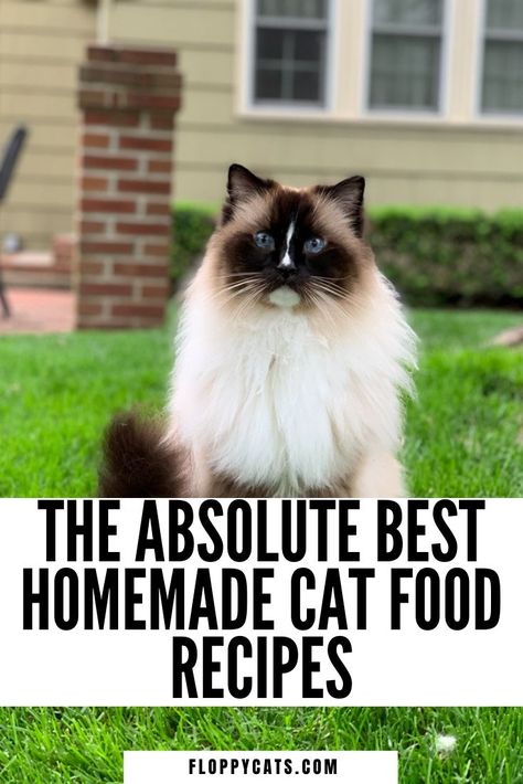 A Ragdoll Cat sitting and the pin title says The Absolute Best Homemade Cat Food Recipes Food Surprise, Homemade Cat Treats Recipes, Organic Cat Food, Diy Cat Treats, Cat Food Recipes, Diy Cat Food, Healthy Cat Food, Raw Cat Food Recipes, Homemade Cat Food