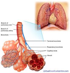 close up of tracheal cilia | Human Respiratory and Excretory Systems flashcards | Quizlet Respiratory System Anatomy, Human Respiratory System, Excretory System, Pulmonology, Respiratory Care, Respiratory Therapy, Human Body Anatomy, Medical School Studying, Medical School Essentials