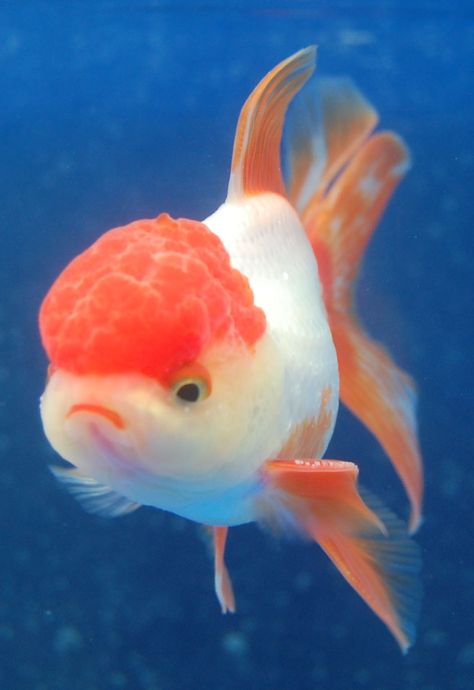 Goldfish Reference, Ranchu Gold Fish, Oranda Goldfish, Pet Goldfish, Fancy Goldfish, Goldfish Pond, Pretty Fish, Freshwater Aquarium Fish, Golden Fish