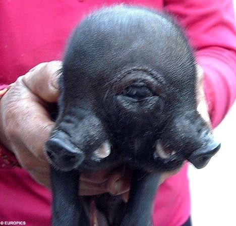 Cyclops, the two-headed/one-eyed pig | 11 Amazing Two-Headed Animals Weird Looking Animals, Bizarre Animals, Creepy Animals, Human Oddities, Two Heads, Interesting Animals, Unusual Animals, Rare Animals, Weird Creatures